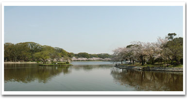 桜満開の明石公園（兵庫県）