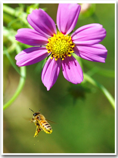 ミツバチの飛来