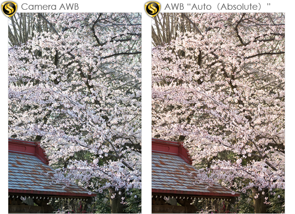 Sample1:The case of subject is whitish
