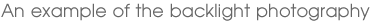 An example of the backlight photography
