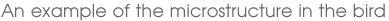 An example of the microstructure in the bird