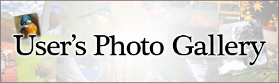 User's Photo Gallery