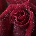 Flowers :Morning Rose