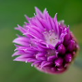 Flowers :Chive
