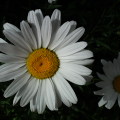Flowers :White Magret