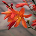 Flowers :orange fire