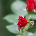 Flowers :Rose