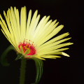 Flowers :Daisy Light