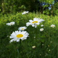 Flowers :Woodland Daisies
