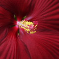 Flowers :Japenese Hibiscus