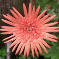 Flowers :Baberton Daisy