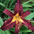 Flowers :Day Lily