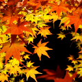Autumn leaves : 0000