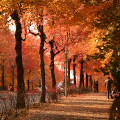 Autumn leaves : 0019