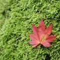 Autumn leaves : 0024