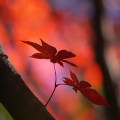 Autumn leaves : 0036