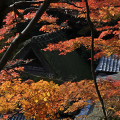 Autumn leaves : 0038