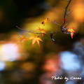 Autumn leaves : 0043