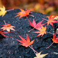 Autumn leaves : 0044