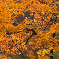 Autumn leaves : 0055