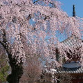 Cherry blossoms : 0090
