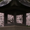 Cherry blossoms : 0091