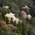 Cherry blossoms : 0093