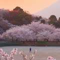 Cherry blossoms : 0094