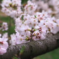 Cherry blossoms : 0001