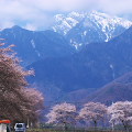 Cherry blossoms : 0002