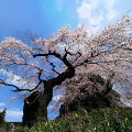 Cherry blossoms : 0003