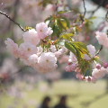Cherry blossoms : 0004