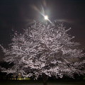 Cherry blossoms : 0005