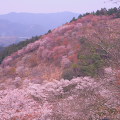 Cherry blossoms : 0006