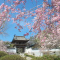 Cherry blossoms : 0009