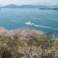Cherry blossoms : 0010