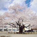 Cherry blossoms : 0011
