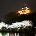 Cherry blossoms : 0012