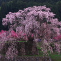 Cherry blossoms : 0013