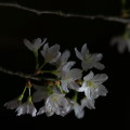 Cherry blossoms : 0014