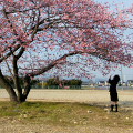 Cherry blossoms : 0015