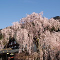 Cherry blossoms : 0018