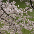 Cherry blossoms : 0019