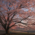 Cherry blossoms : 0020