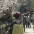 Cherry blossoms : 0021