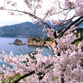 Cherry blossoms : 0022