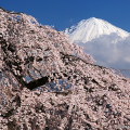 Cherry blossoms : 0023