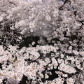 Cherry blossoms : 0024