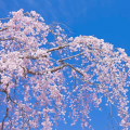 Cherry blossoms : 0025