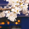 Cherry blossoms : 0026